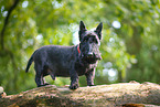 Scottish Terrier