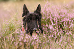 Scottish Terrier Portrait