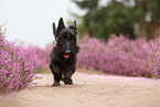 galopping Scottish Terrier