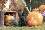 Scotch Terrier at autumn