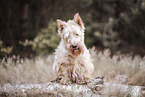 white Scottish Terrier