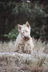 white Scottish Terrier