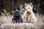 2 Scottish Terrier