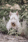 white Scottish Terrier