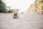 white Scottish Terrier