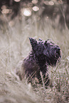 black Scottish Terrier