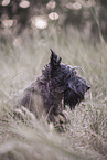 black Scottish Terrier