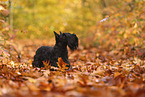 Scottish Terrier