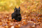Scottish Terrier