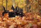Scottish Terrier