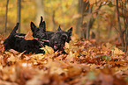 Scottish Terrier