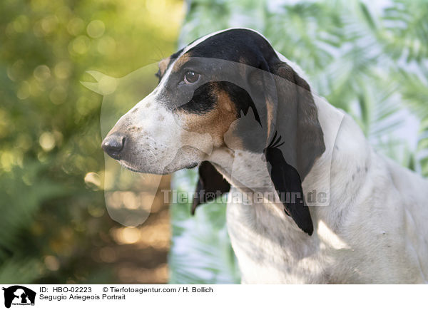 Segugio Ariegeois Portrait / Segugio Ariegeois Portrait / HBO-02223