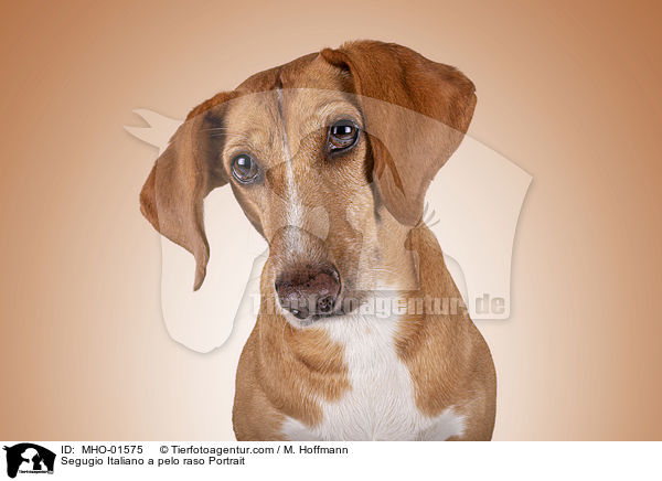 Segugio Italiano a pelo raso Portrait / MHO-01575