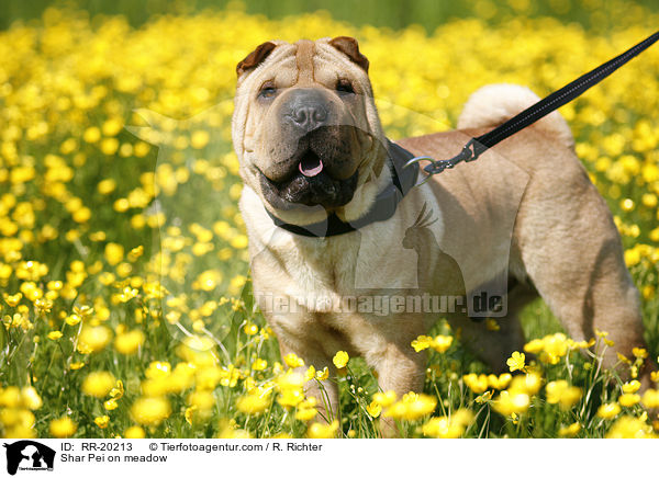 Shar Pei on meadow / RR-20213