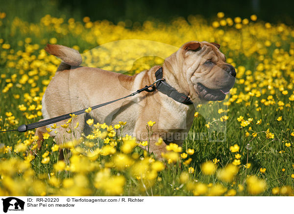 Shar Pei auf Wiese / Shar Pei on meadow / RR-20220