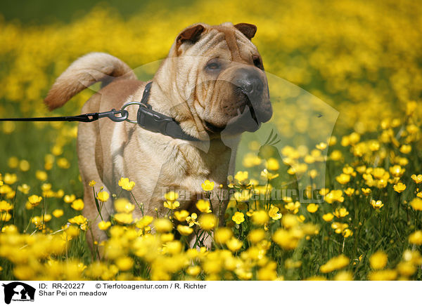 Shar Pei auf Wiese / Shar Pei on meadow / RR-20227