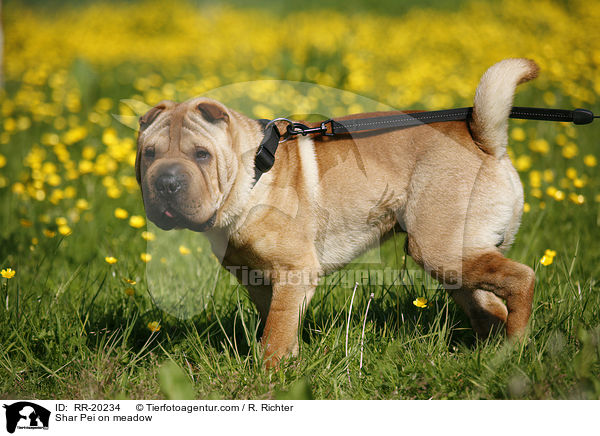 Shar Pei auf Wiese / Shar Pei on meadow / RR-20234