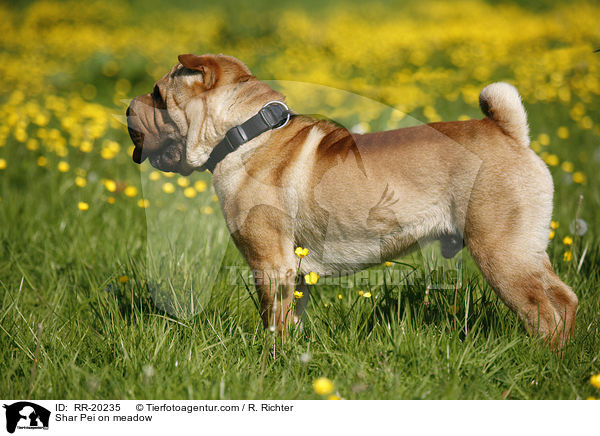 Shar Pei auf Wiese / Shar Pei on meadow / RR-20235