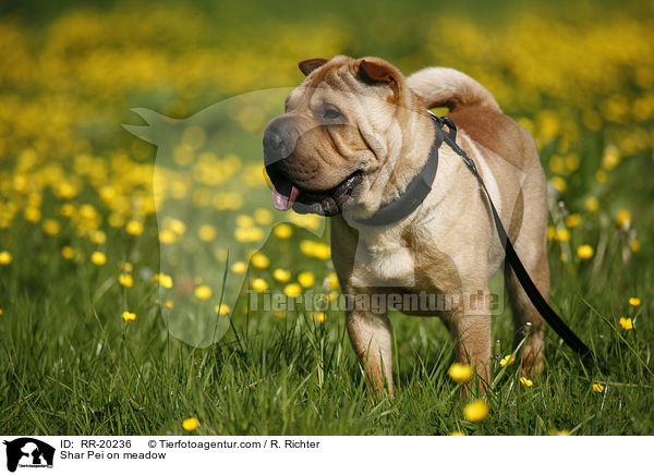 Shar Pei auf Wiese / Shar Pei on meadow / RR-20236