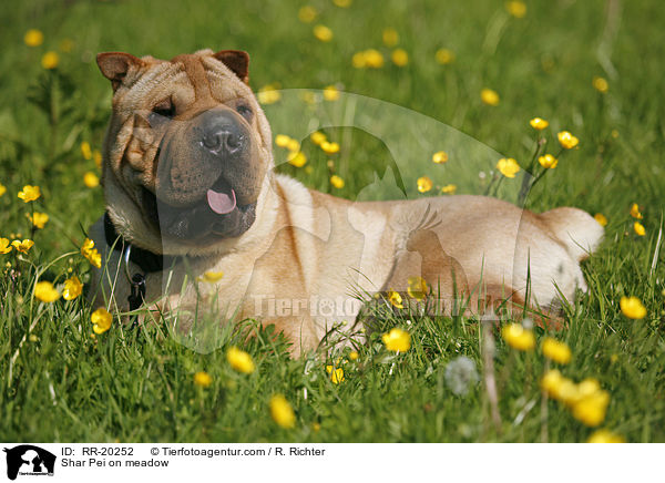 Shar Pei auf Wiese / Shar Pei on meadow / RR-20252