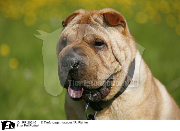 Shar Pei Portrait / Shar Pei Portrait / RR-20246