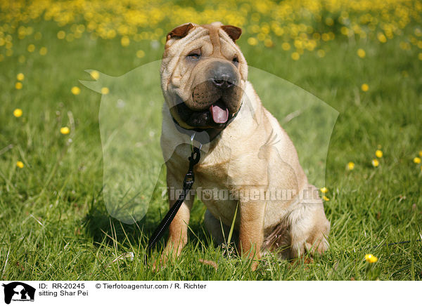 sitzender Shar Pei / sitting Shar Pei / RR-20245