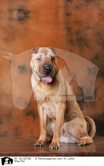 Shar Pei / Shar Pei / KL-02786