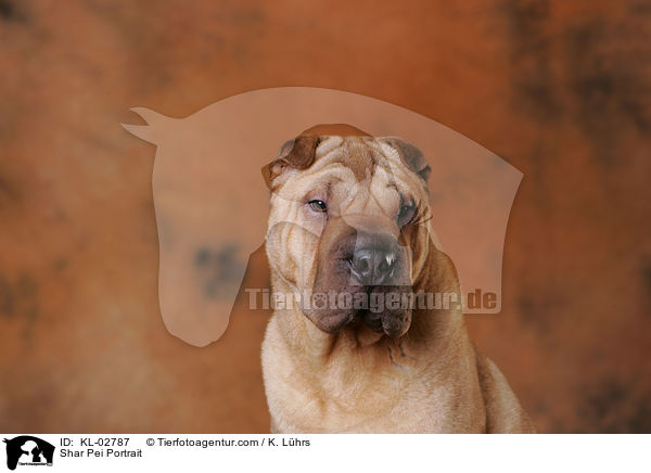 Shar Pei Portrait / Shar Pei Portrait / KL-02787
