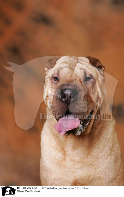 Shar Pei Portrait / Shar Pei Portrait / KL-02788