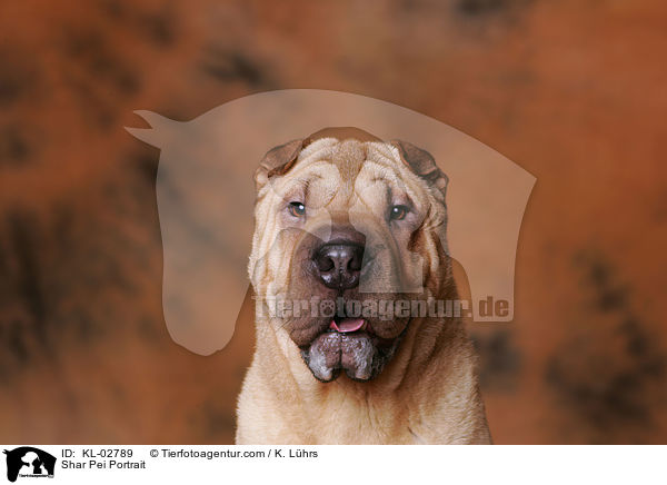 Shar Pei Portrait / Shar Pei Portrait / KL-02789