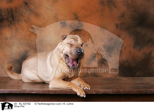 Shar Pei / Shar Pei / KL-02792