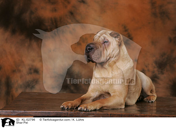 Shar Pei / Shar Pei / KL-02796