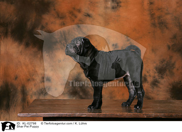 Shar Pei Welpe / Shar Pei Puppy / KL-02798