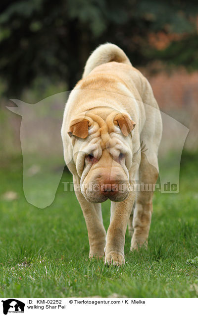 walking Shar Pei / KMI-02252