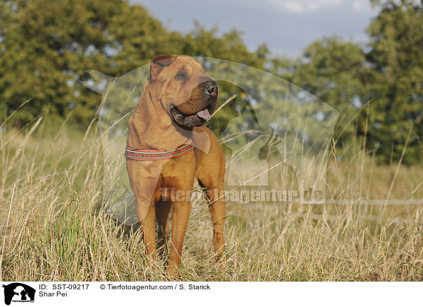 Shar Pei / Shar Pei / SST-09217