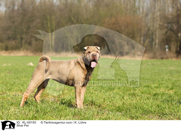 Shar Pei / KL-09150