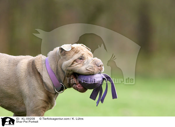 Shar Pei Portrait / Shar Pei Portrait / KL-09208