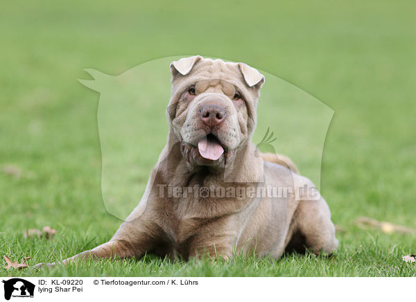liegender Shar Pei / lying Shar Pei / KL-09220