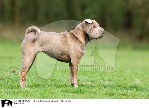 Shar Pei / Shar Pei / KL-09226