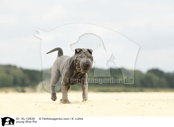 junger Shar Pei / young Shar Pei / KL-12639