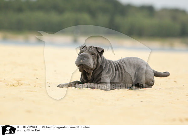 junger Shar Pei / young Shar Pei / KL-12644
