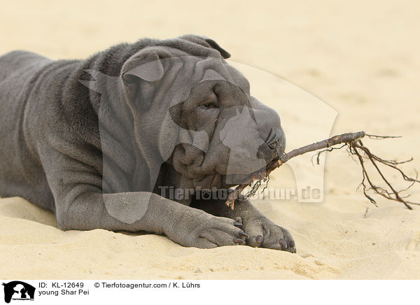 junger Shar Pei / young Shar Pei / KL-12649