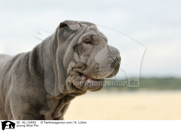 junger Shar Pei / young Shar Pei / KL-12650