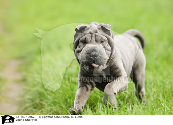 junger Shar Pei / young Shar Pei / KL-12652