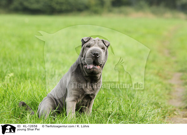 junger Shar Pei / young Shar Pei / KL-12658