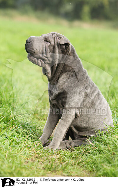 junger Shar Pei / young Shar Pei / KL-12662