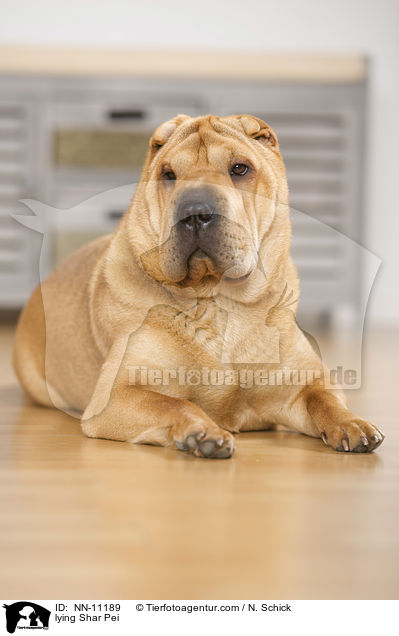 liegender Shar Pei / lying Shar Pei / NN-11189