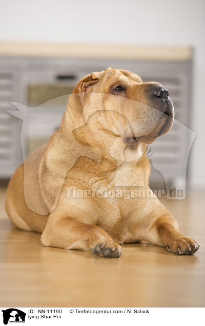 liegender Shar Pei / lying Shar Pei / NN-11190