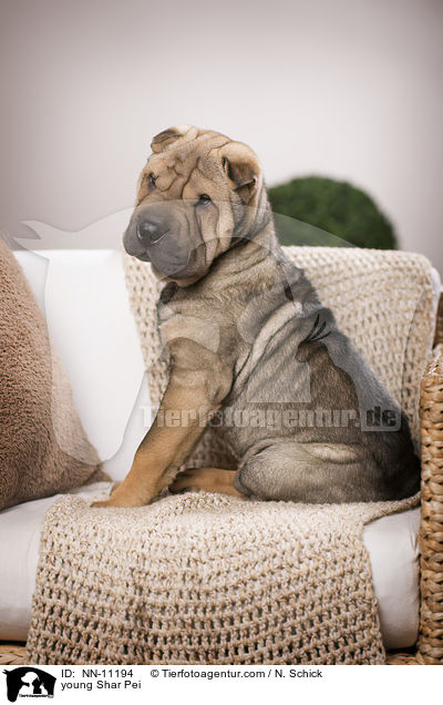 junger Shar Pei / young Shar Pei / NN-11194