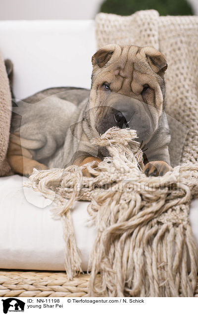 junger Shar Pei / young Shar Pei / NN-11198